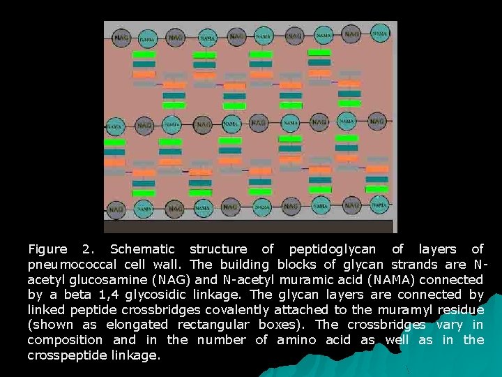 Figure 2. Schematic structure of peptidoglycan of layers of pneumococcal cell wall. The building