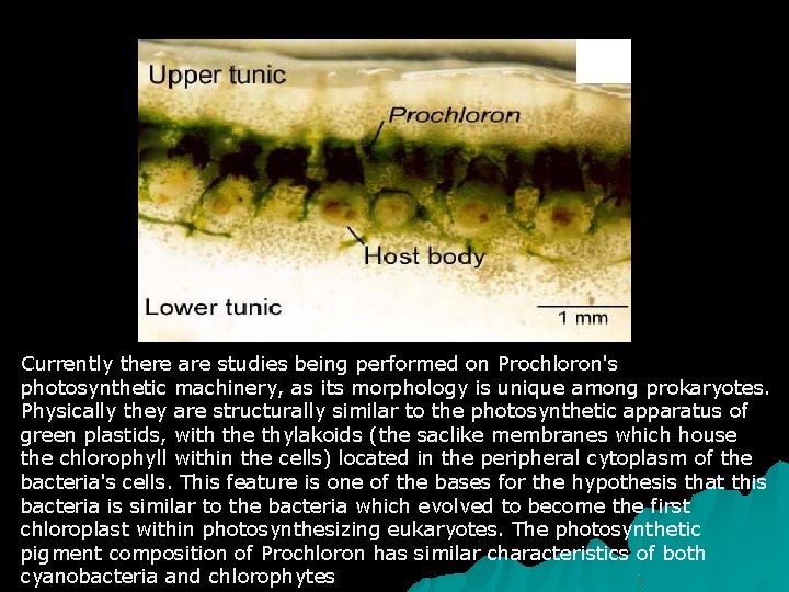 Currently there are studies being performed on Prochloron's photosynthetic machinery, as its morphology is