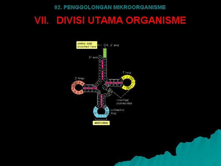 02. PENGGOLONGAN MIKROORGANISME VII. DIVISI UTAMA ORGANISME 