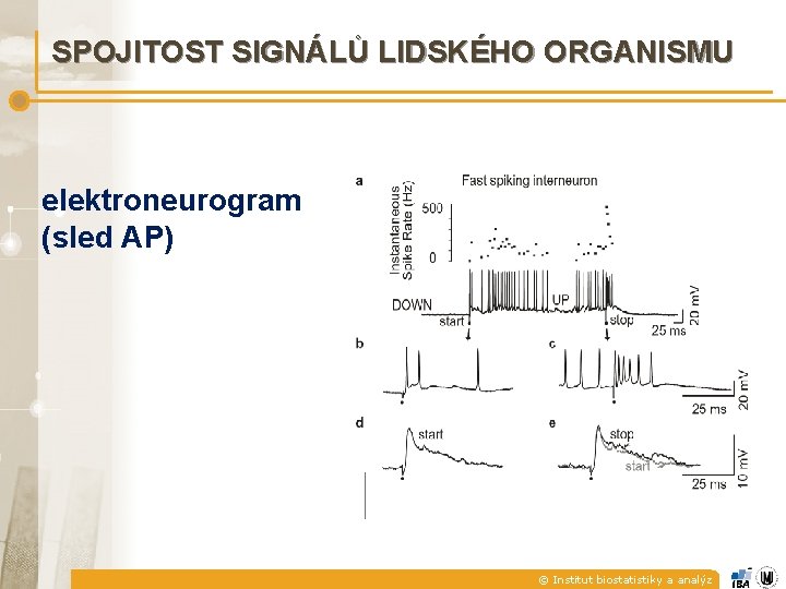 SPOJITOST SIGNÁLŮ LIDSKÉHO ORGANISMU elektroneurogram (sled AP) © Institut biostatistiky a analýz 