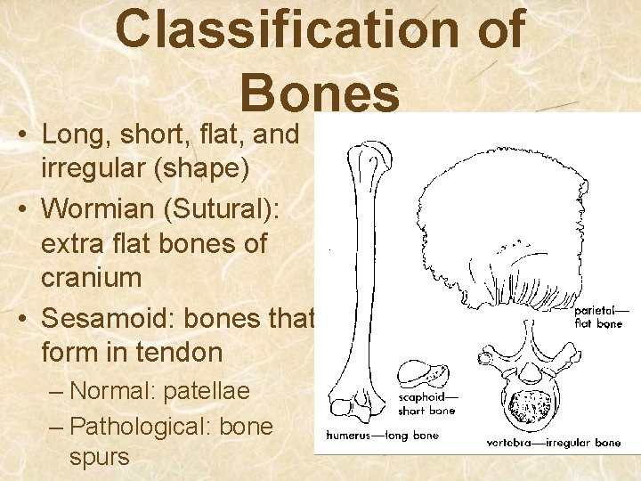 Classification of Bones • Long, short, flat, and irregular (shape) • Wormian (Sutural): extra