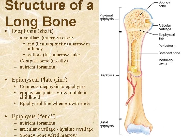 Structure of a Long Bone • Diaphysis (shaft) – medullary (marrow) cavity • red