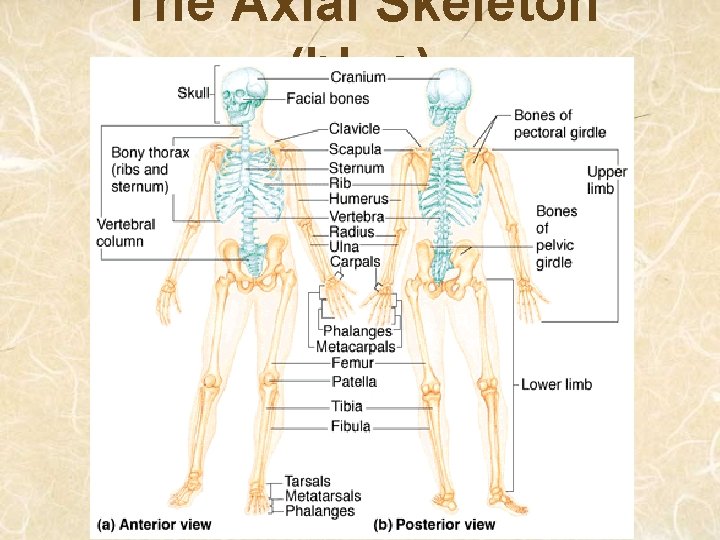 The Axial Skeleton (blue) 