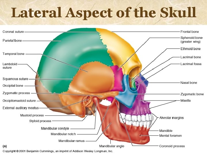 Lateral Aspect of the Skull 