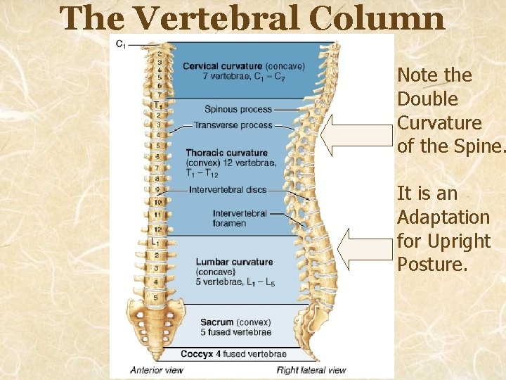 The Vertebral Column Note the Double Curvature of the Spine. It is an Adaptation