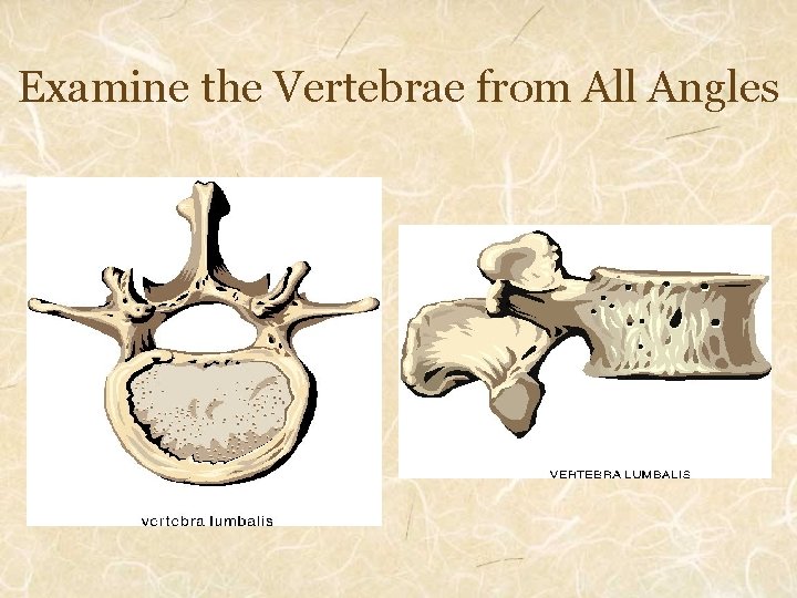 Examine the Vertebrae from All Angles 