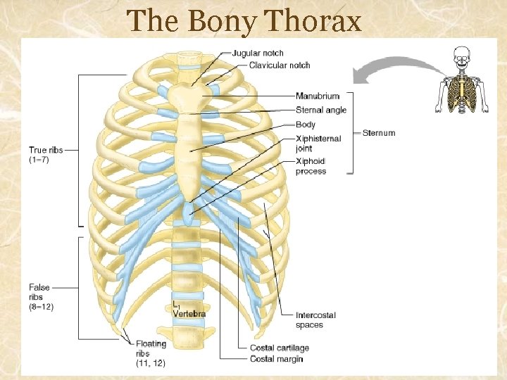 The Bony Thorax 