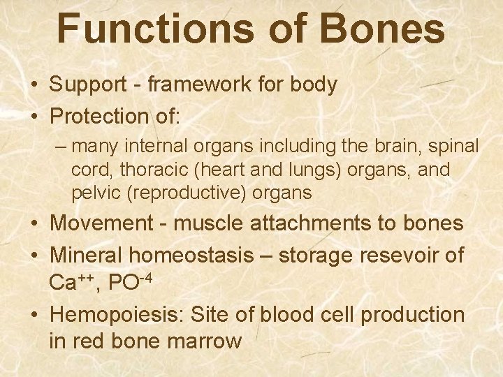 Functions of Bones • Support - framework for body • Protection of: – many