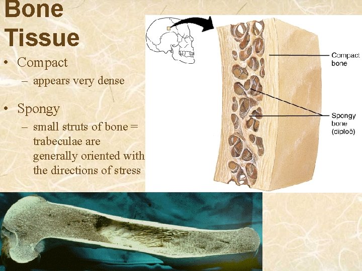 Bone Tissue • Compact – appears very dense • Spongy – small struts of