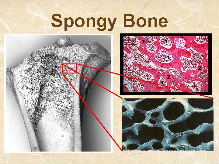 Spongy Bone 
