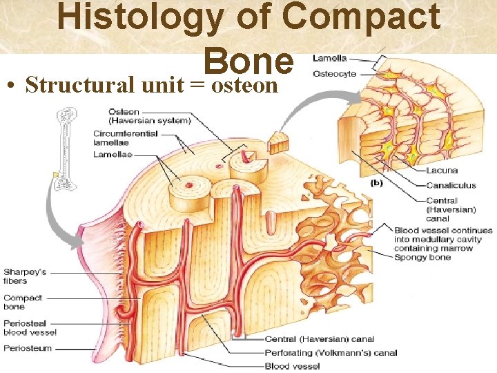 Histology of Compact Bone • Structural unit = osteon 