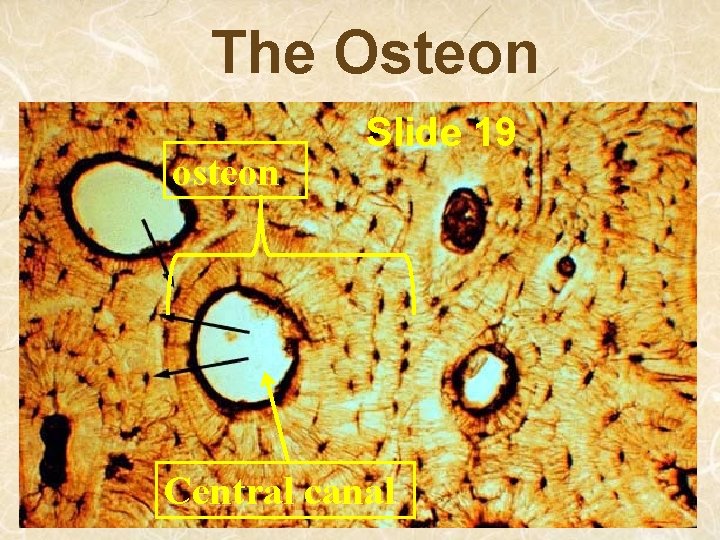 The Osteon osteon Slide 19 Central canal 