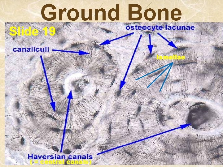 Ground Bone Slide 19 lamellae ( = central canals) 