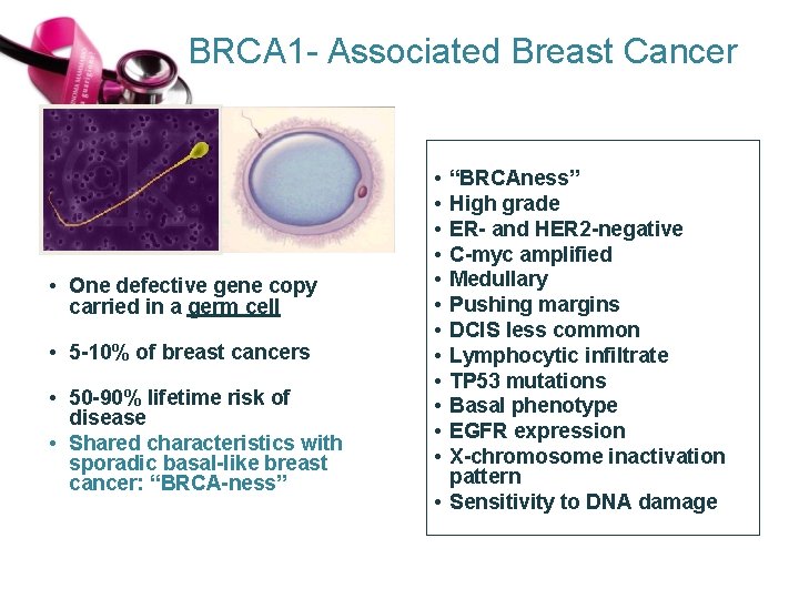 BRCA 1 - Associated Breast Cancer • One defective gene copy carried in a