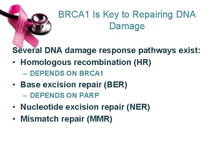 BRCA 1 Is Key to Repairing DNA Damage Several DNA damage response pathways exist: