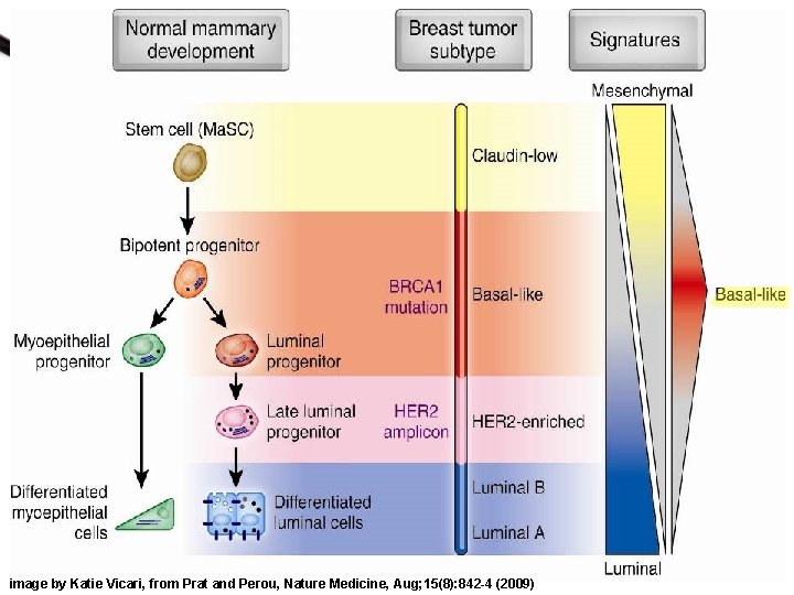 image by Katie Vicari, from Prat and Perou, Nature Medicine, Aug; 15(8): 842 -4