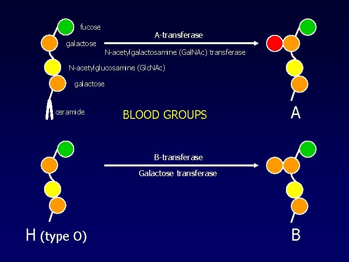 fucose galactose A-transferase N-acetylgalactosamine (Gal. NAc) transferase N-acetylglucosamine (Glc. NAc) galactose ceramide BLOOD GROUPS