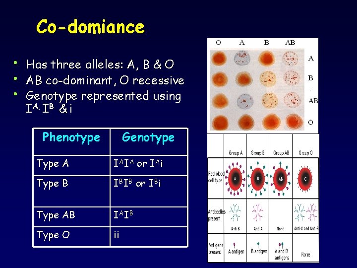 Co-domiance • • • Has three alleles: A, B & O AB co-dominant, O