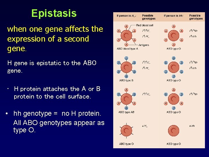 Epistasis when one gene affects the expression of a second gene. H gene is