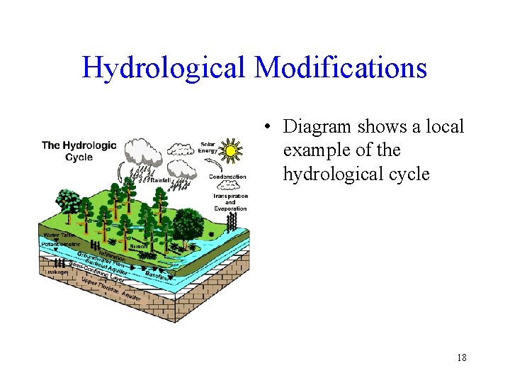 Hydrological Modifications • Diagram shows a local example of the hydrological cycle 18 