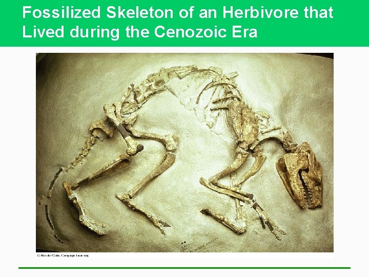 Fossilized Skeleton of an Herbivore that Lived during the Cenozoic Era 