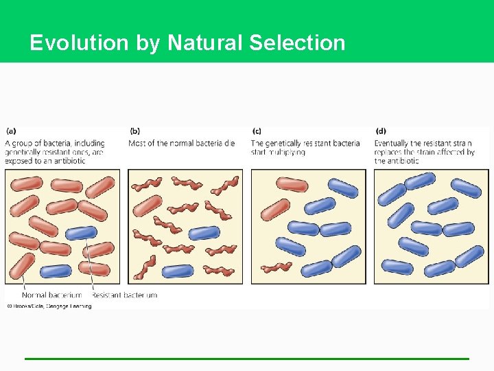 Evolution by Natural Selection 