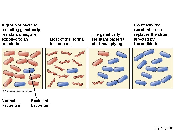 A group of bacteria, including genetically resistant ones, are exposed to an antibiotic Normal