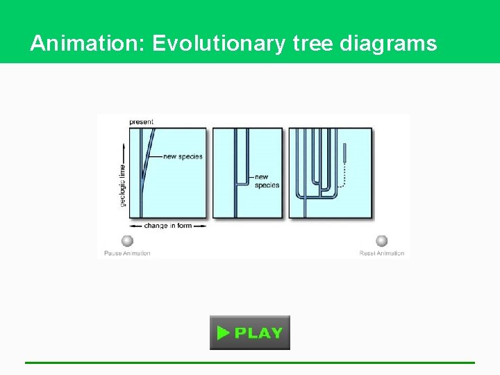 Animation: Evolutionary tree diagrams 