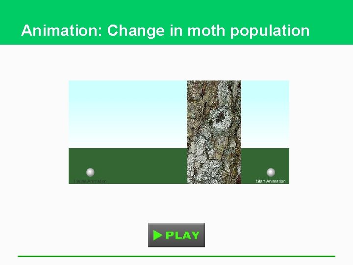 Animation: Change in moth population 