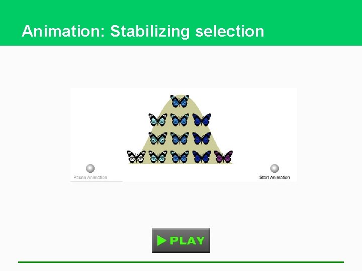 Animation: Stabilizing selection 