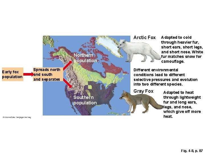 Arctic Fox Northern population Early fox population Spreads north and south and separates Adapted