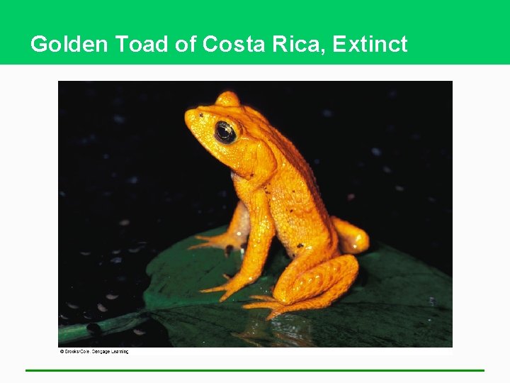 Golden Toad of Costa Rica, Extinct 