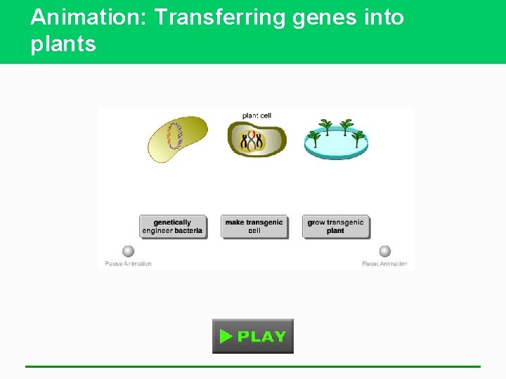 Animation: Transferring genes into plants 