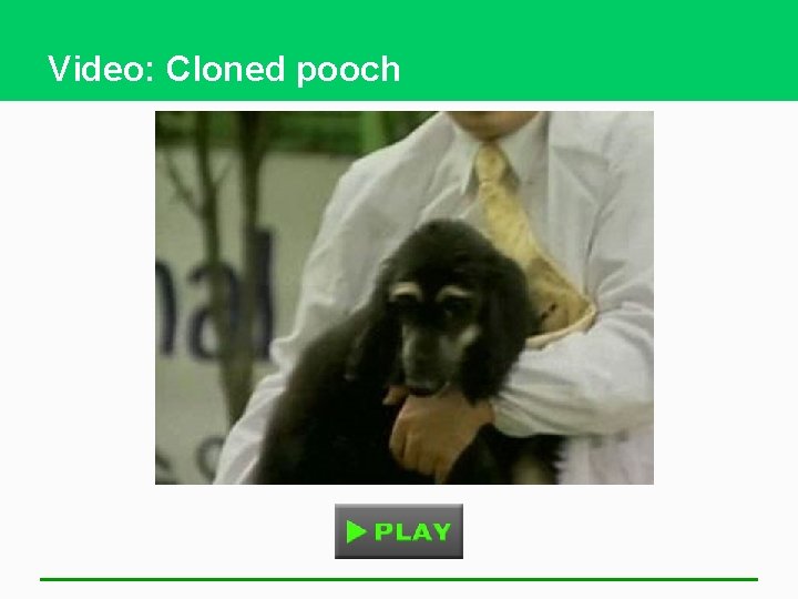 Video: Cloned pooch 