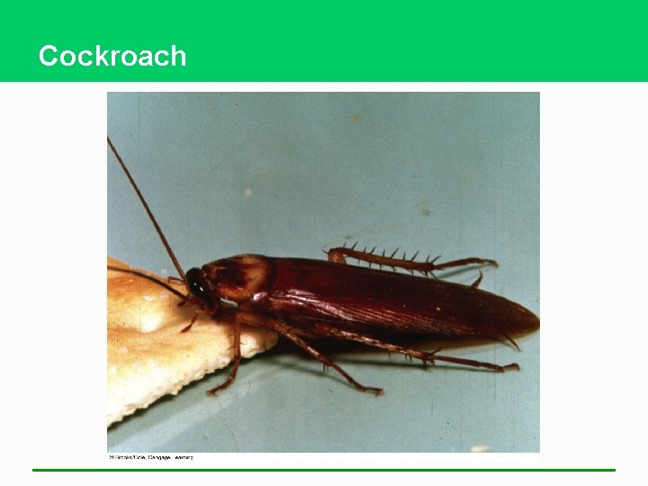 Cockroach 