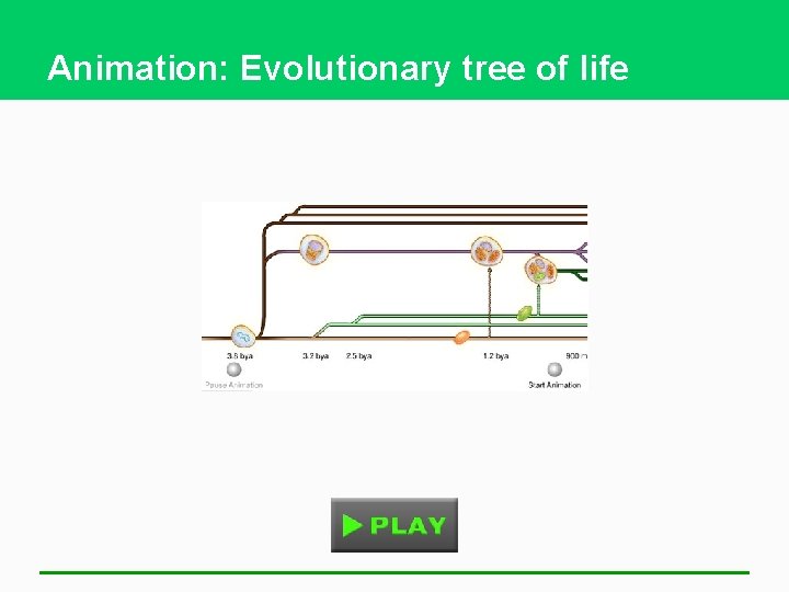 Animation: Evolutionary tree of life 