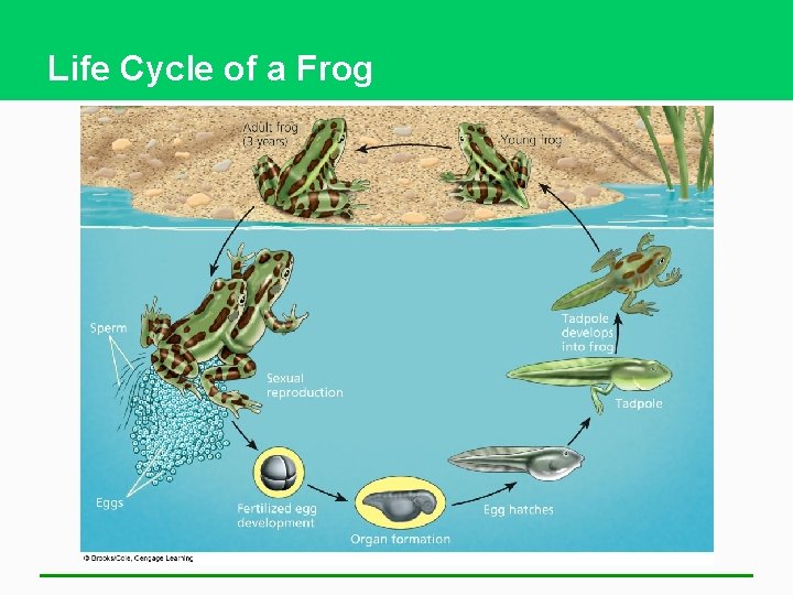 Life Cycle of a Frog 