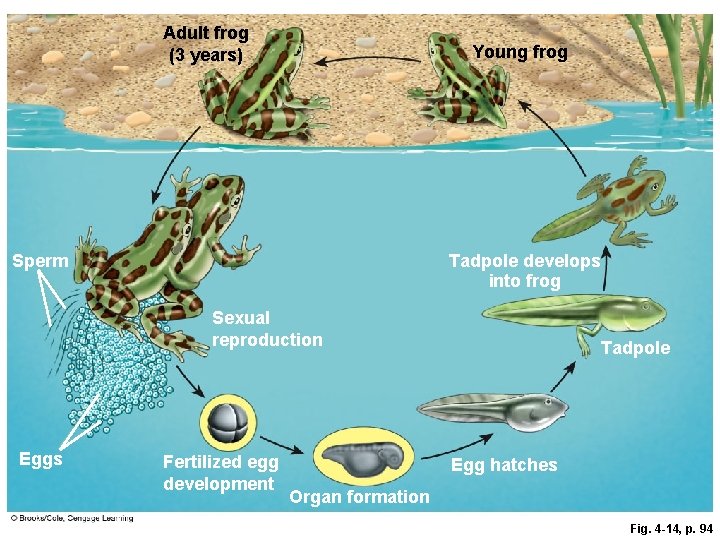 Adult frog (3 years) Young frog Tadpole develops into frog Sperm Sexual reproduction Eggs