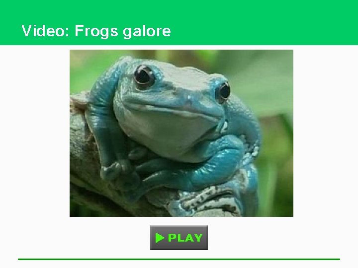 Video: Frogs galore 