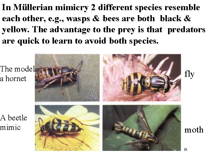 In Müllerian mimicry 2 different species resemble each other, e. g. , wasps &