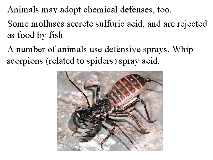 Animals may adopt chemical defenses, too. Some molluscs secrete sulfuric acid, and are rejected