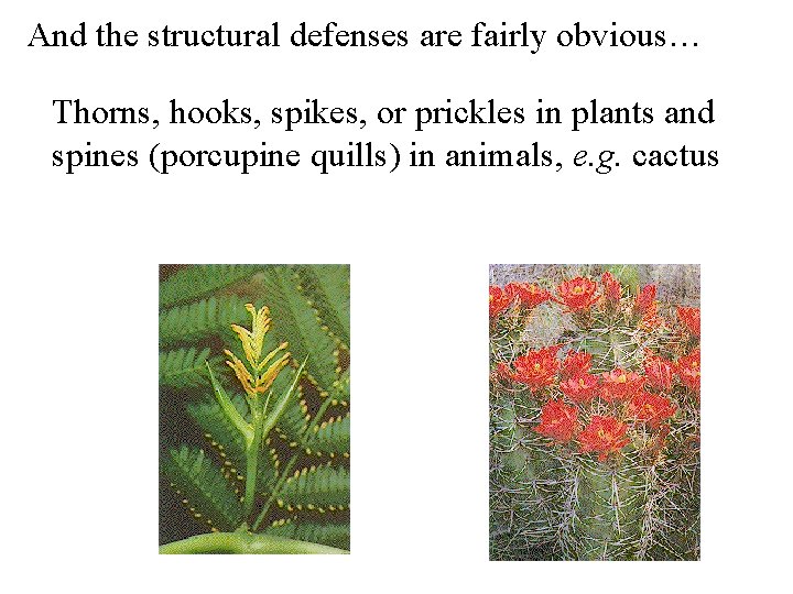 And the structural defenses are fairly obvious… Thorns, hooks, spikes, or prickles in plants