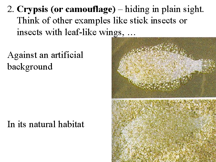 2. Crypsis (or camouflage) – hiding in plain sight. Think of other examples like