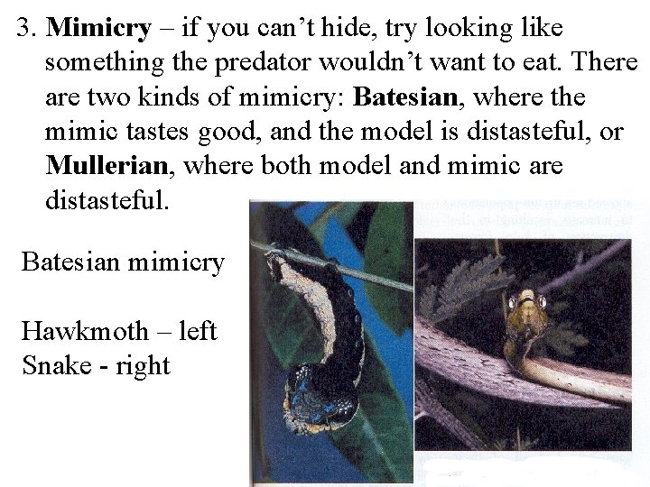 3. Mimicry – if you can’t hide, try looking like something the predator wouldn’t
