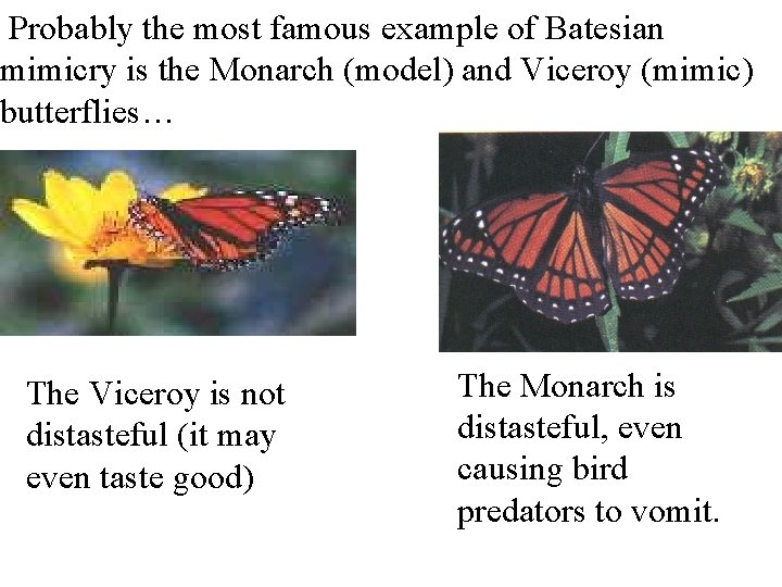 Probably the most famous example of Batesian mimicry is the Monarch (model) and Viceroy