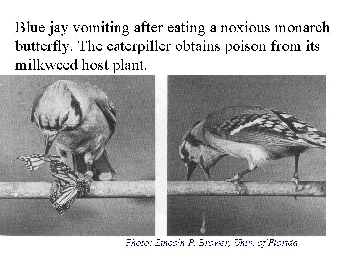 Blue jay vomiting after eating a noxious monarch butterfly. The caterpiller obtains poison from