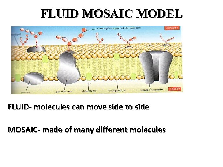 FLUID MOSAIC MODEL FLUID- molecules can move side to side MOSAIC- made of many