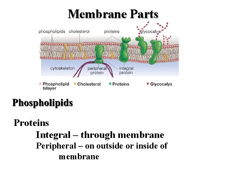 Membrane Parts Proteins Integral – through membrane Peripheral – on outside or inside of