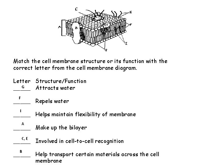 Match the cell membrane structure or its function with the correct letter from the