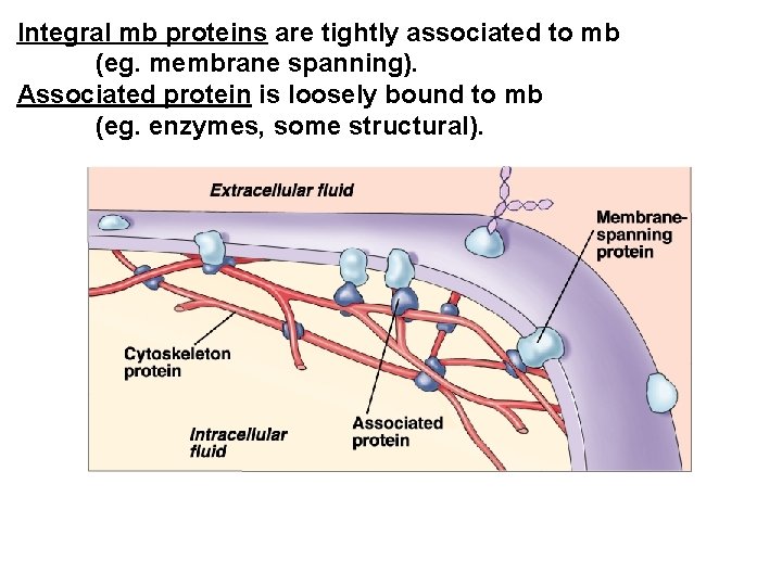 Integral mb proteins are tightly associated to mb (eg. membrane spanning). Associated protein is